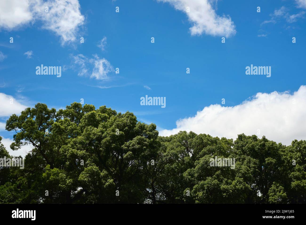 Minimalist Cloudy Sky with Green Trees Stock Photo - Alamy