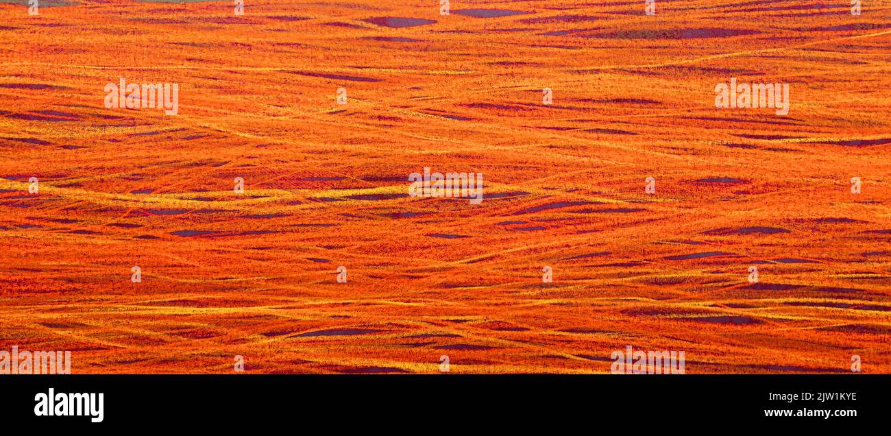 Horizontal background with copy space and Texture closeup - red Stock Photo