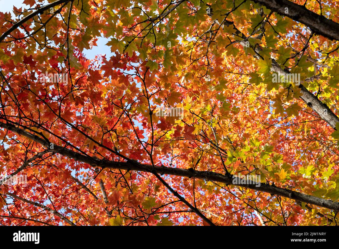 Backlit view of a maple tree turning colors in the autumn Stock Photo