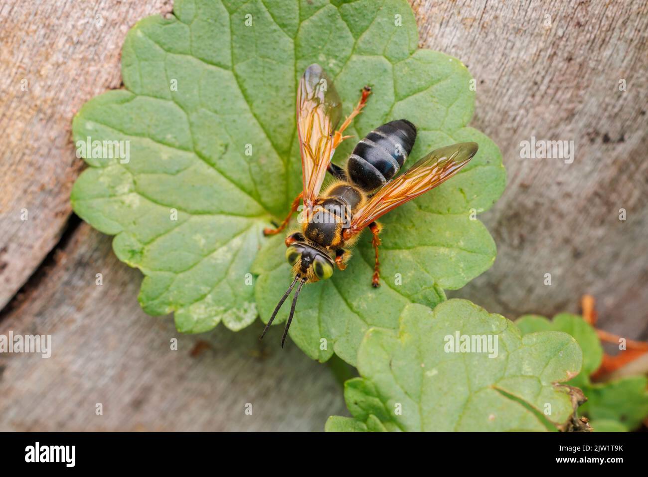 Square-headed Wasp (Tachytes sp.) Stock Photo