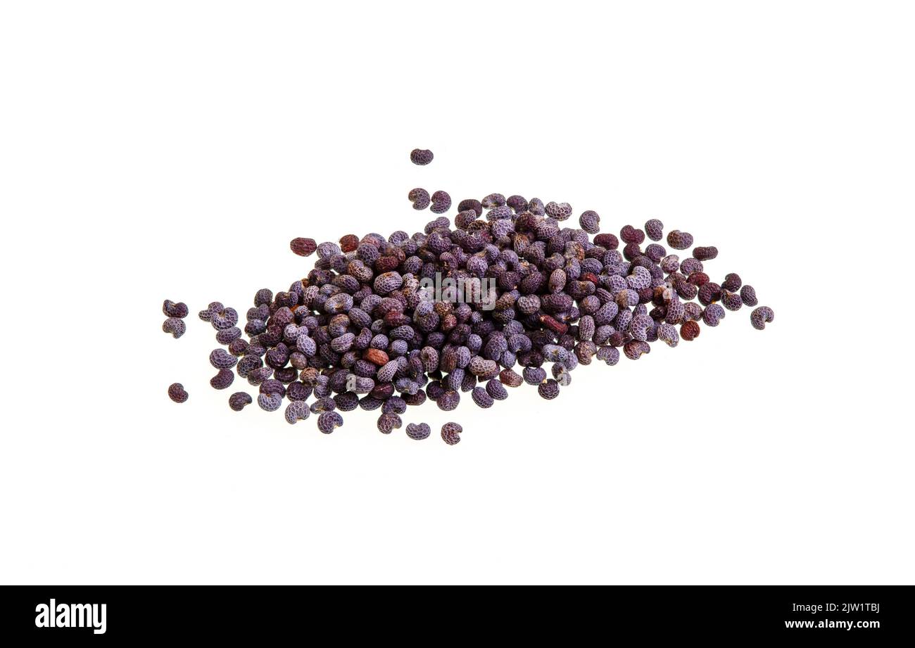 Poppy seeds are an oilseed obtained from the opium poppy, Papaver somniferum, harvested from dried seed pods and used in the cuisine of many countries Stock Photo