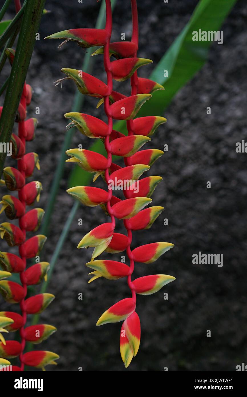 tropical plant, Beauty flowers Heliconia Sp Stock Photo - Alamy