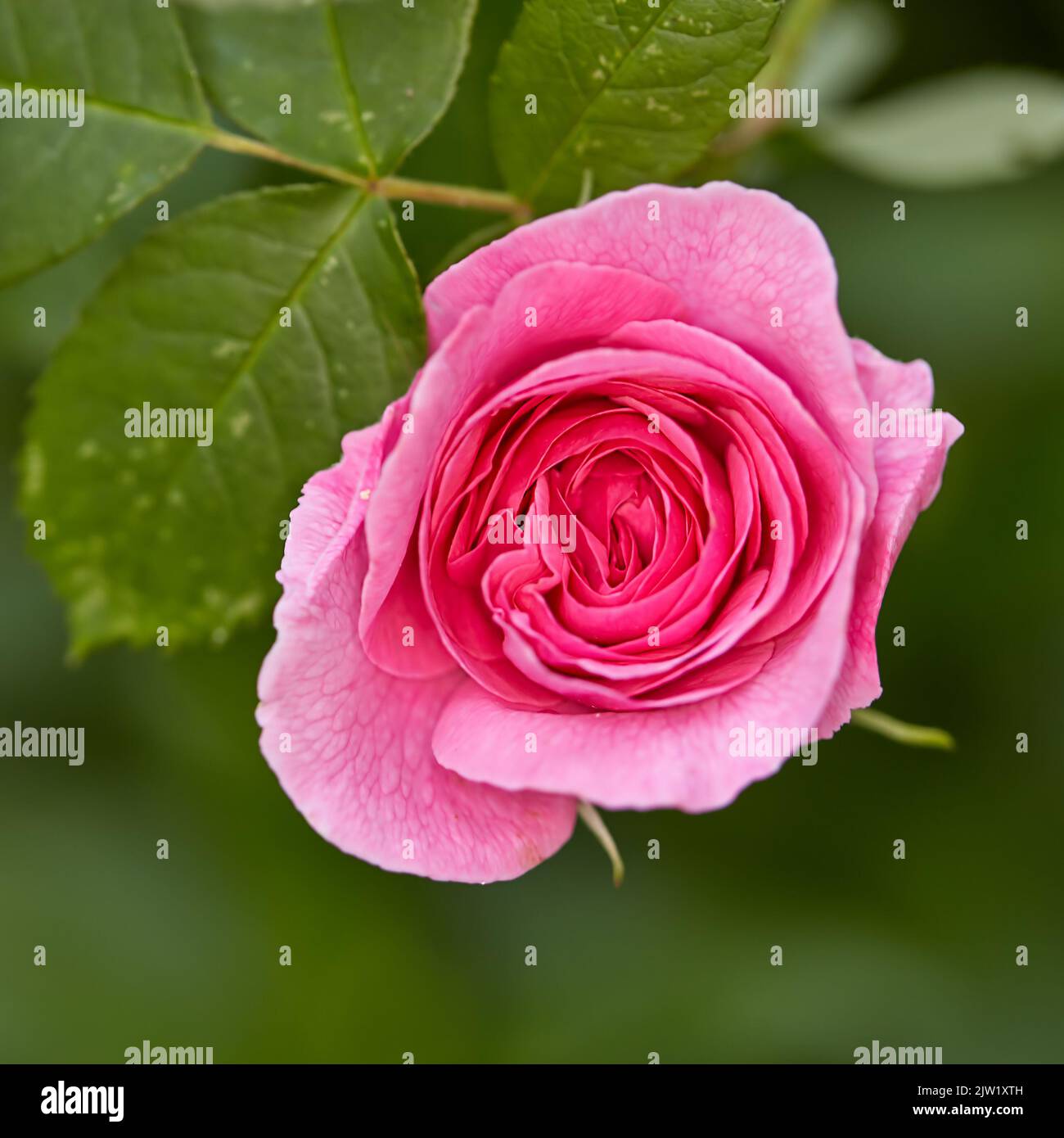 The rose in the garden. A photo of a beautiful pink rose in the garden ...