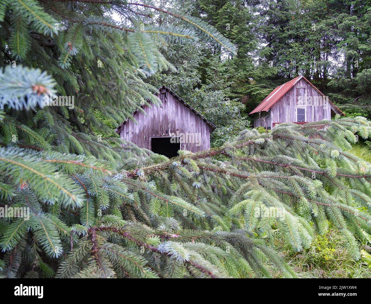Green shed surrounded by nature hi-res stock photography and images - Alamy