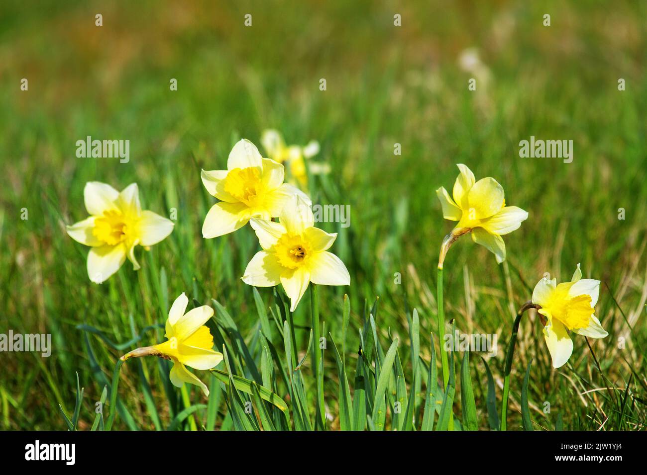 Daffodils, asphodel bloom in a spring meadow Stock Photo