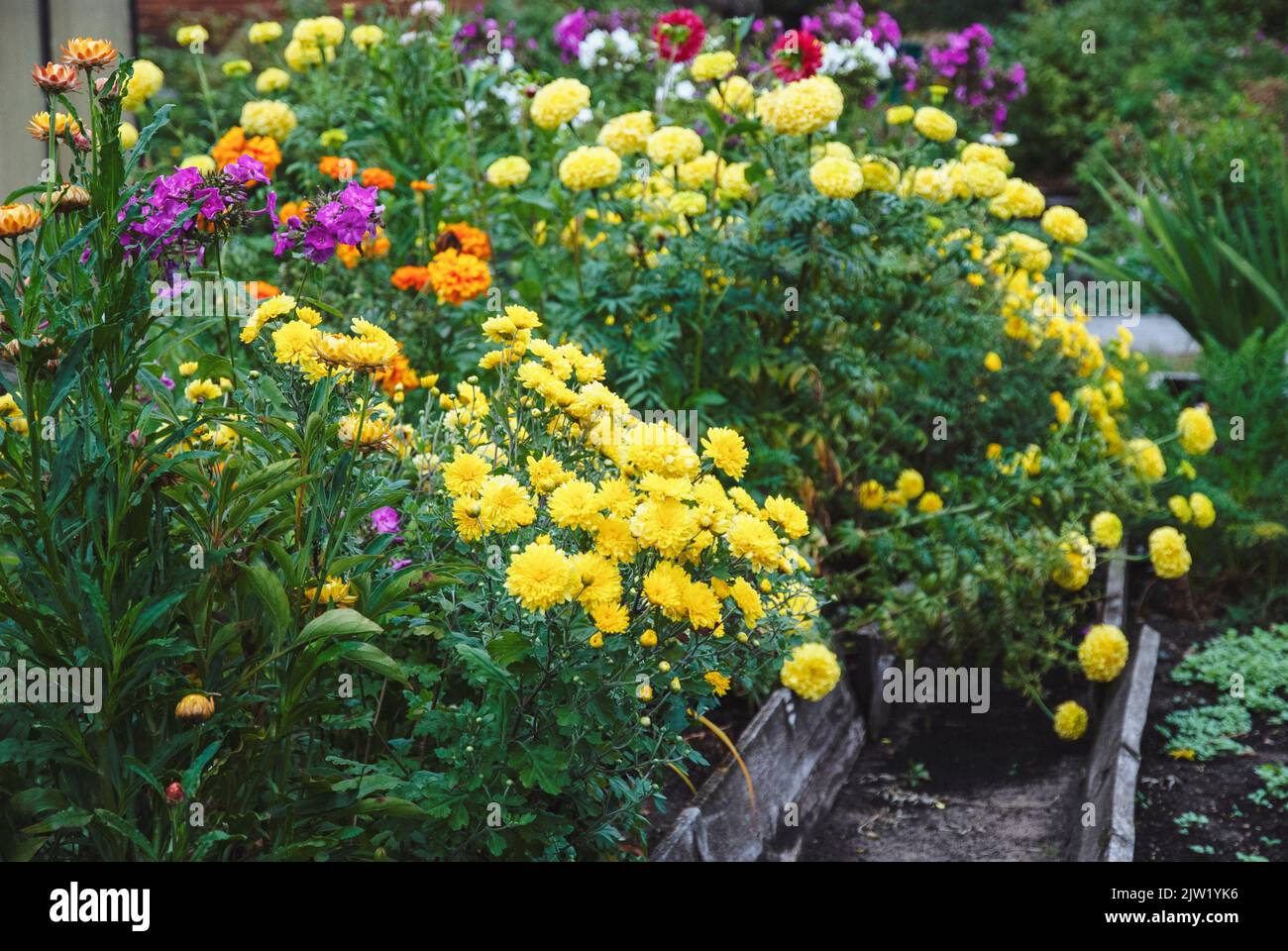 Flower garden in autumn, variety of yellow red purple fall flowers in cottage garden flowerbed Stock Photo