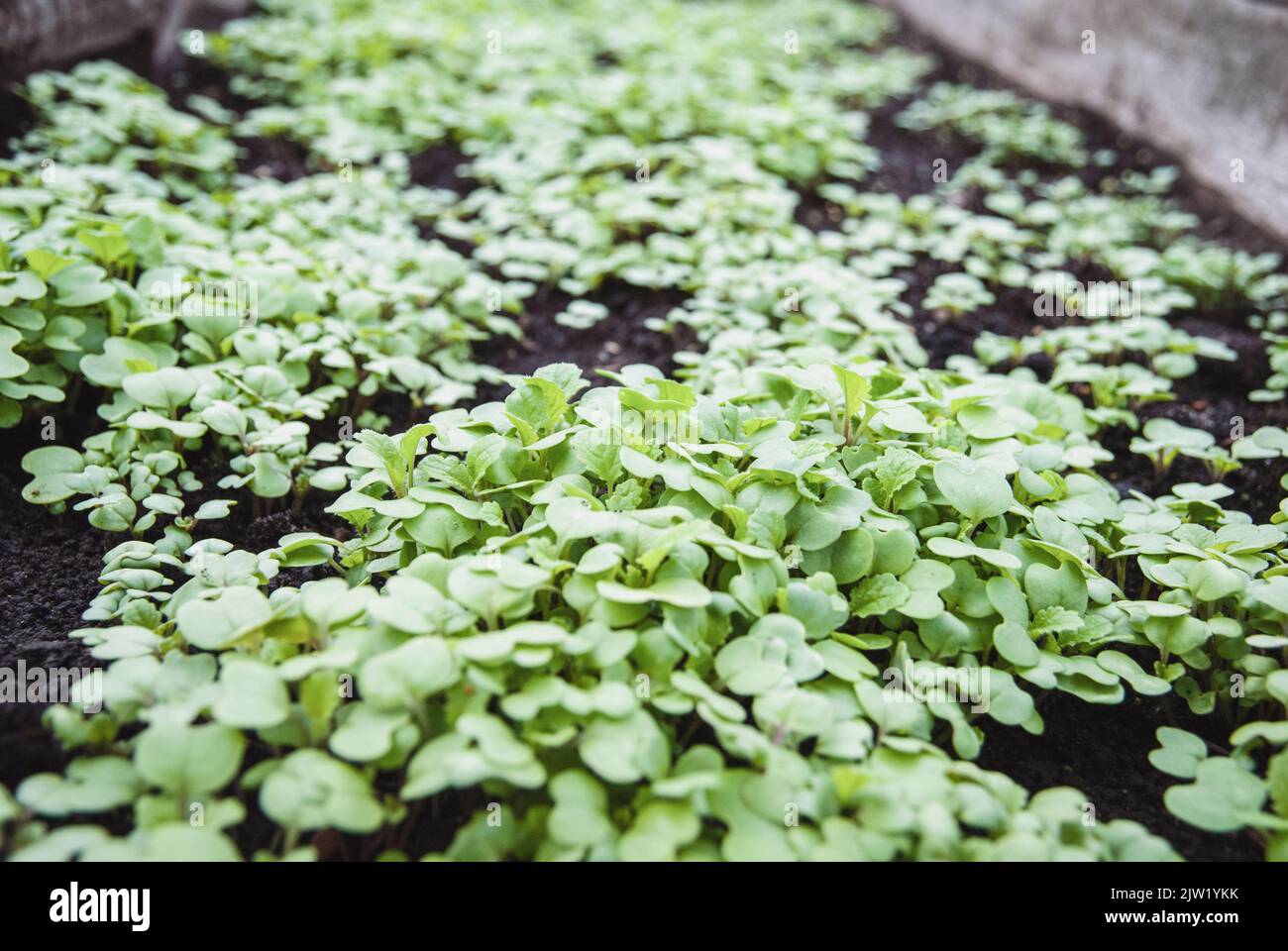 Mustard plant green manure, natural fertilizer, Sinapis alba seedlings