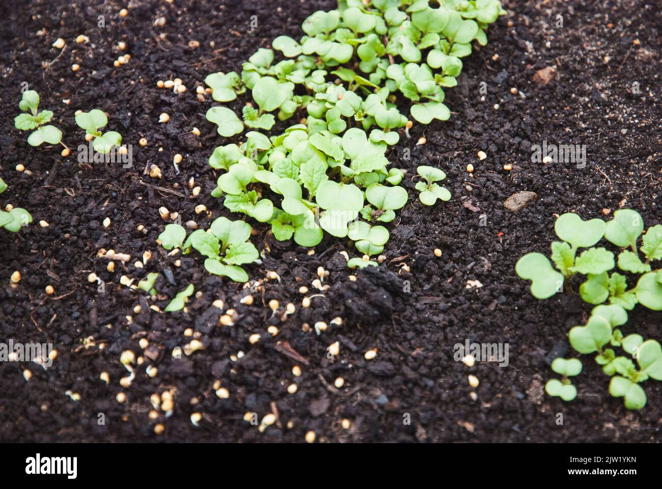 Mustard plants and seed on the ground, green manure Sinapis alba seedlings in the garden Stock Photo