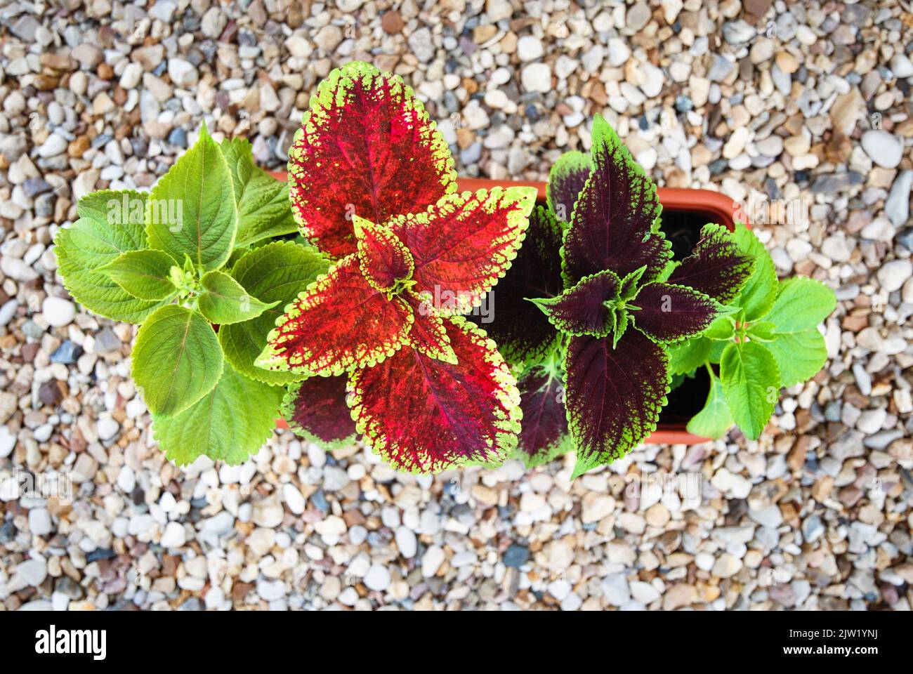 Coleus plants in a planter, overhead view Stock Photo