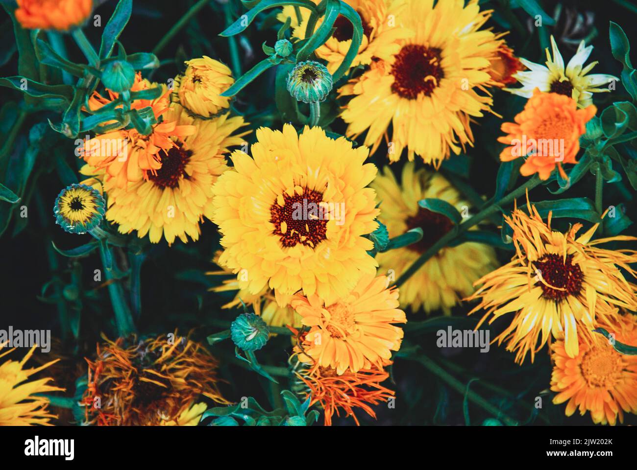 Garden Marigold flowers, Calendula officinalis plants with flowers and seeds in the garden, dark and moody Stock Photo