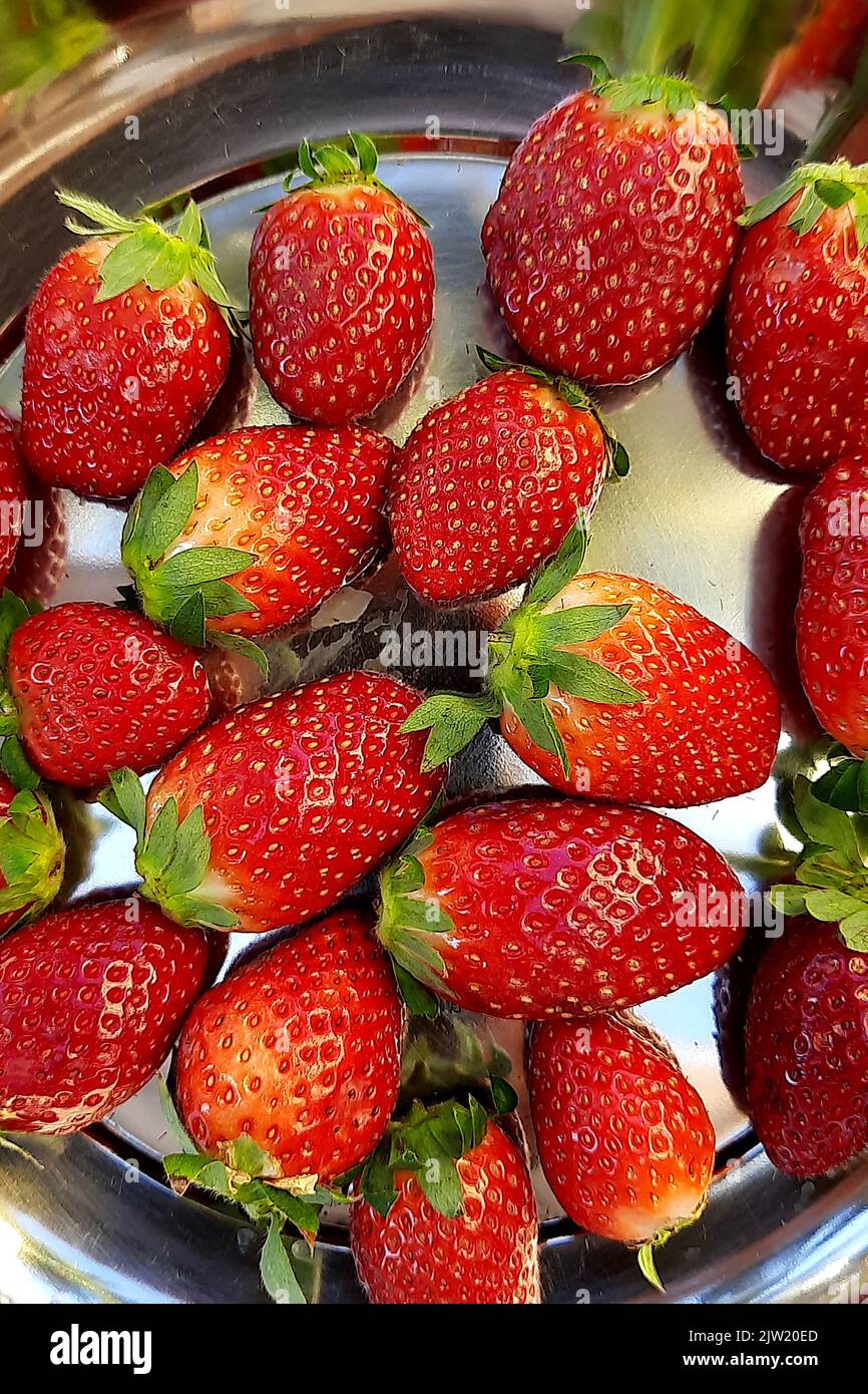 Close-up of fresh, red strawberry fruits in stainless steel plate Stock Photo