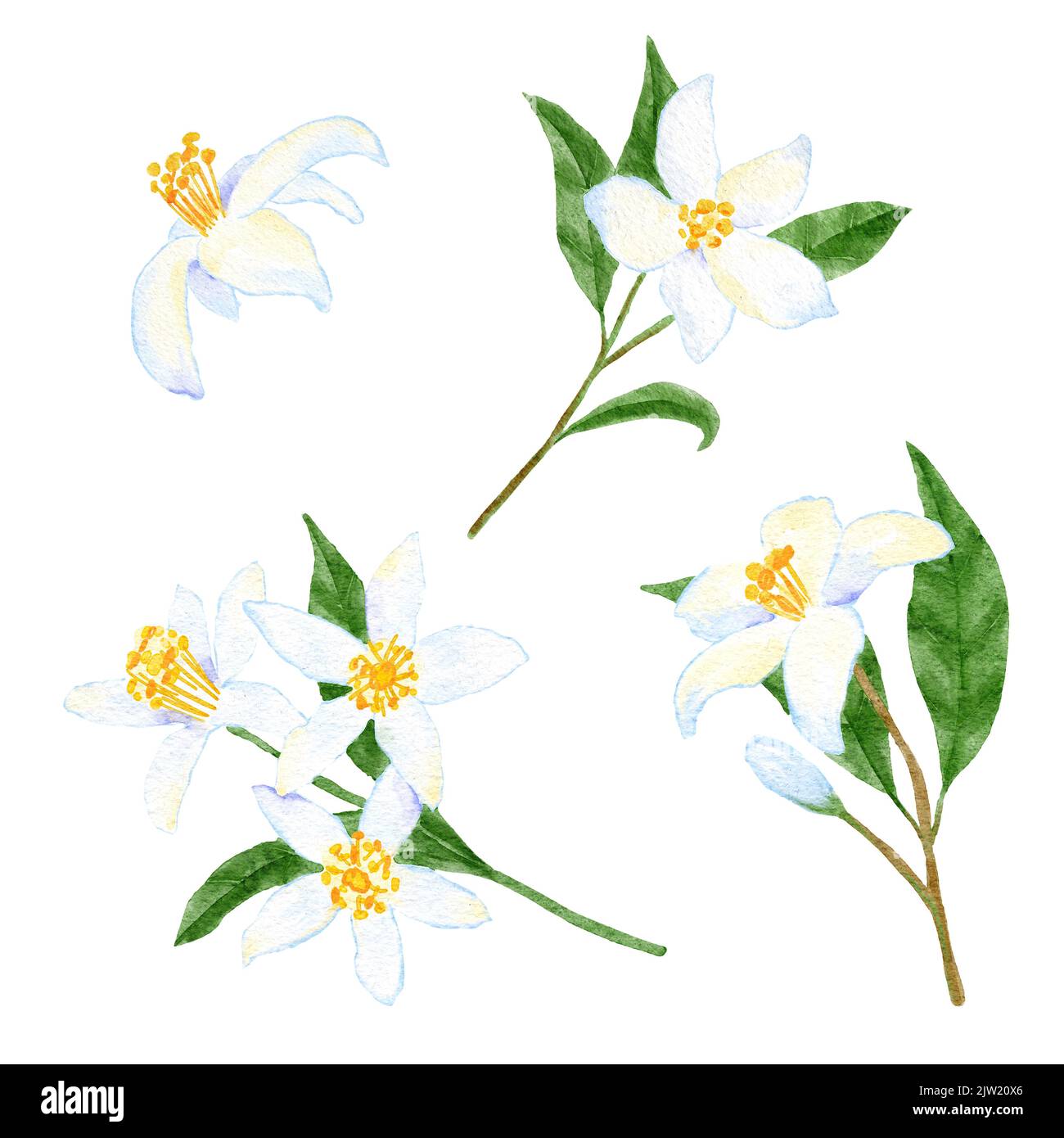 Watercolor hand drawn illustration of citrus lemons flowers with leaves