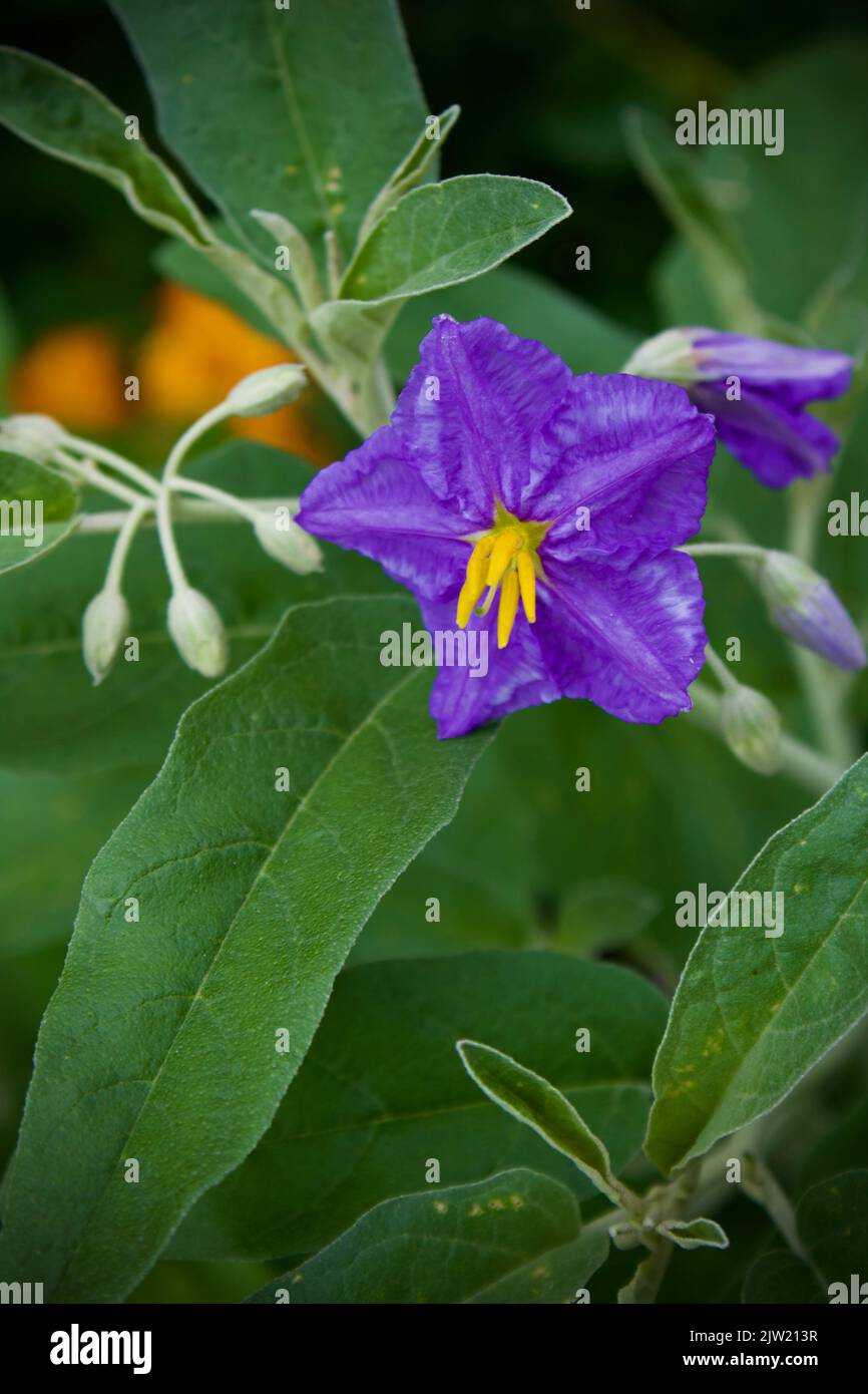 purple nightshade bloom Stock Photo Alamy