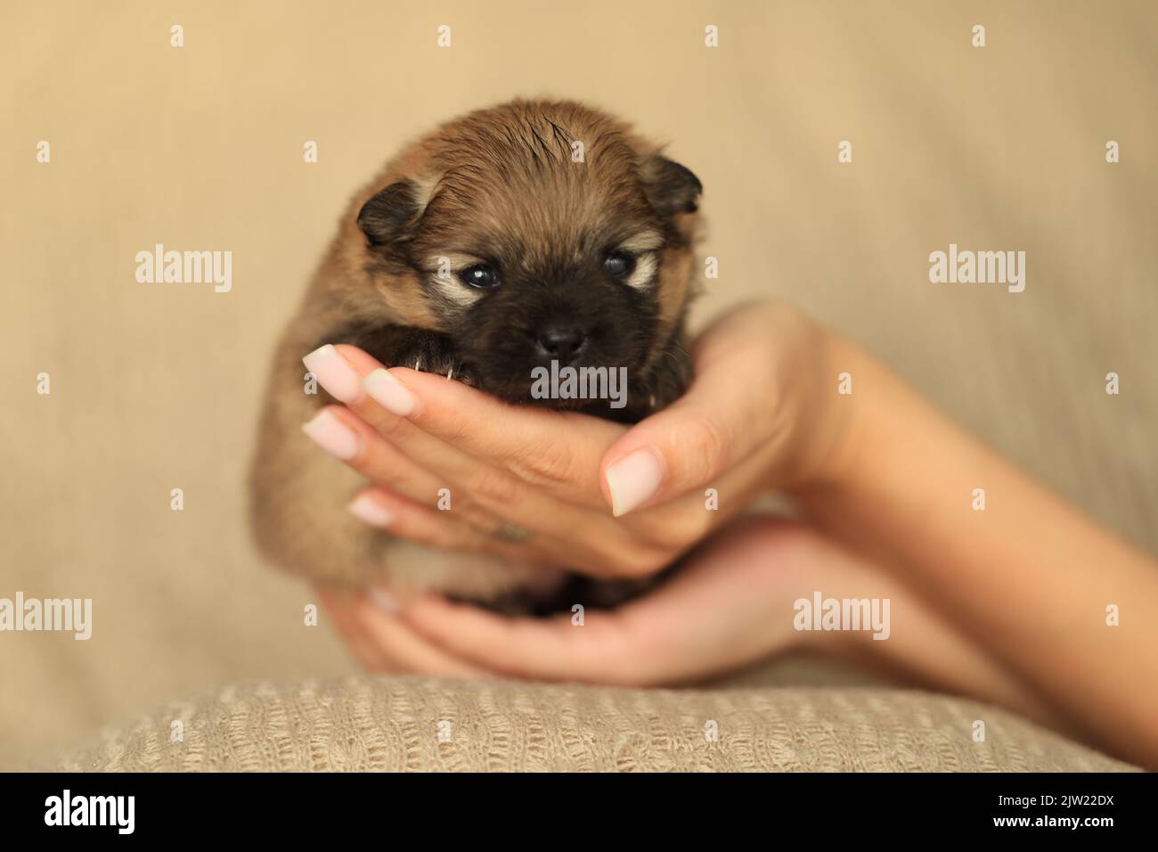 small cute puppy of two weeks of age in female hands Stock Photo