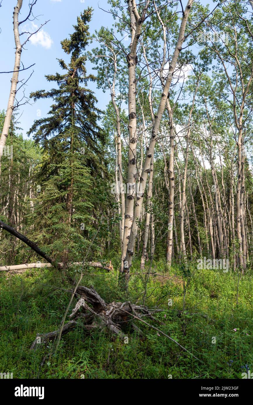 Wild poplar boreal forest in northern Canada during summer time. Stock Photo