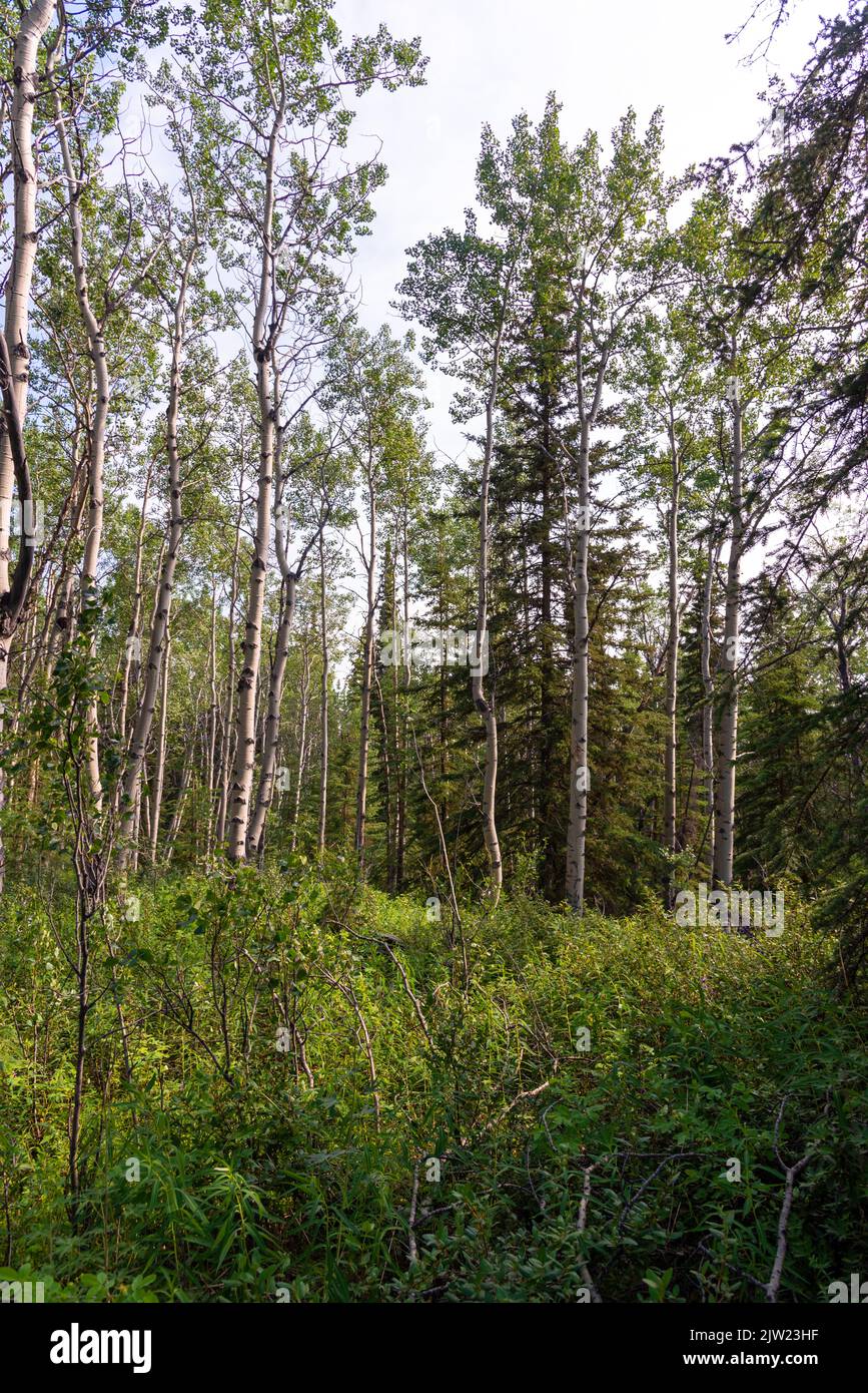 Wild poplar boreal forest in northern Canada during summer time. Stock Photo