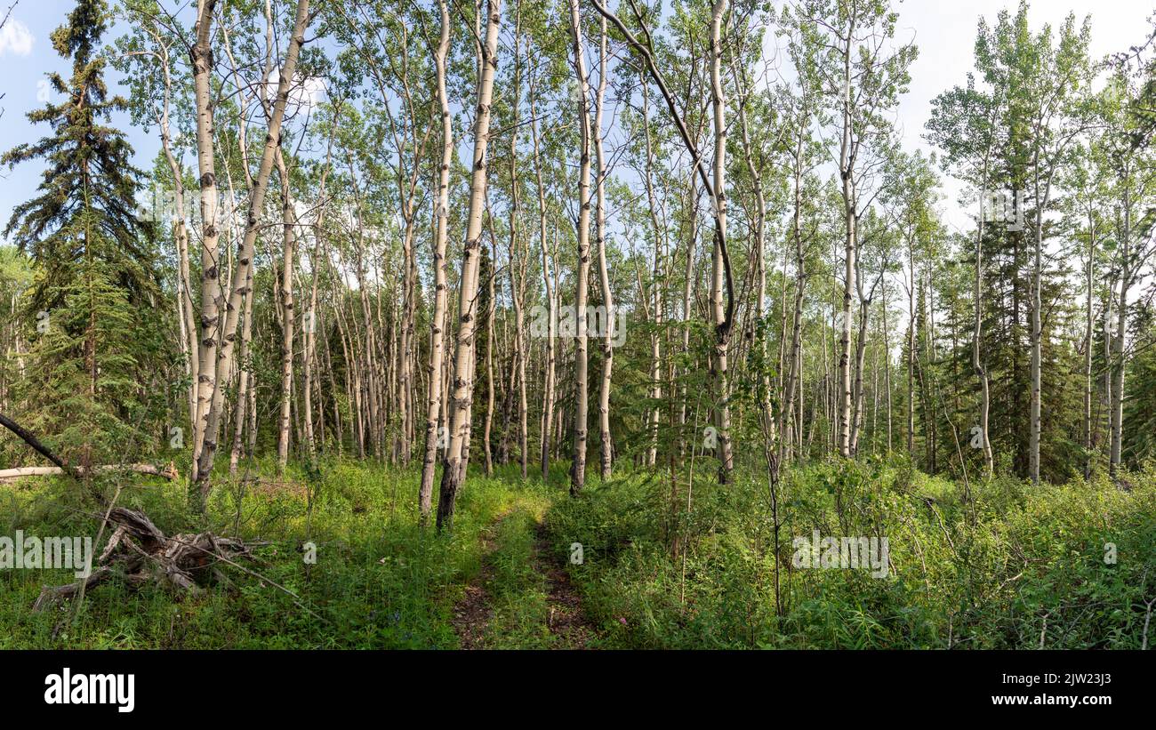 Wilderness of the boreal forest in northern Canada, Yukon Territory during summer time with poplar and birch trees. Stock Photo
