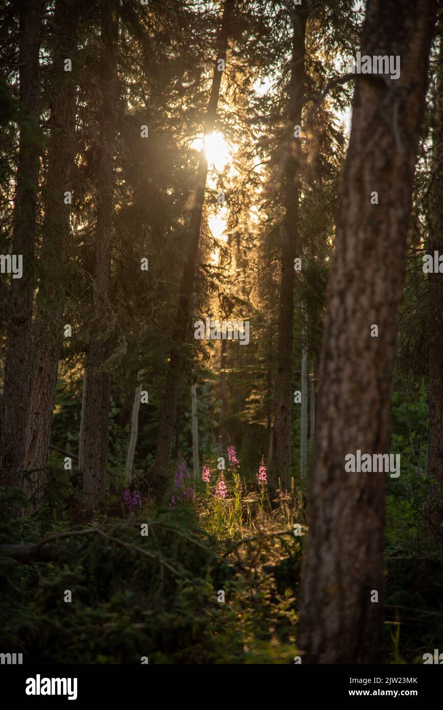 Sun shining bright on wild FIreweed flowers in boreal forest of Yukon