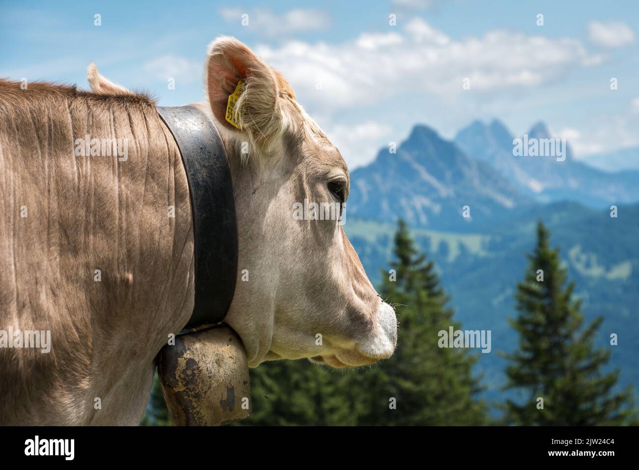 A young cattle against a blurry mountain background Stock Photo - Alamy