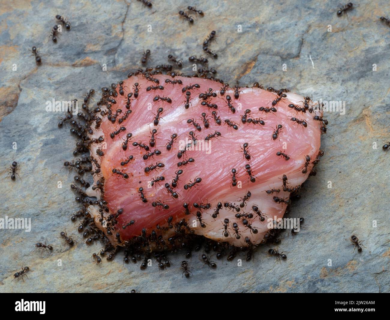 Pavement ants (Tetramorium immigrans) swarming over a piece of meat left outside in Delta, BC, Canada Stock Photo