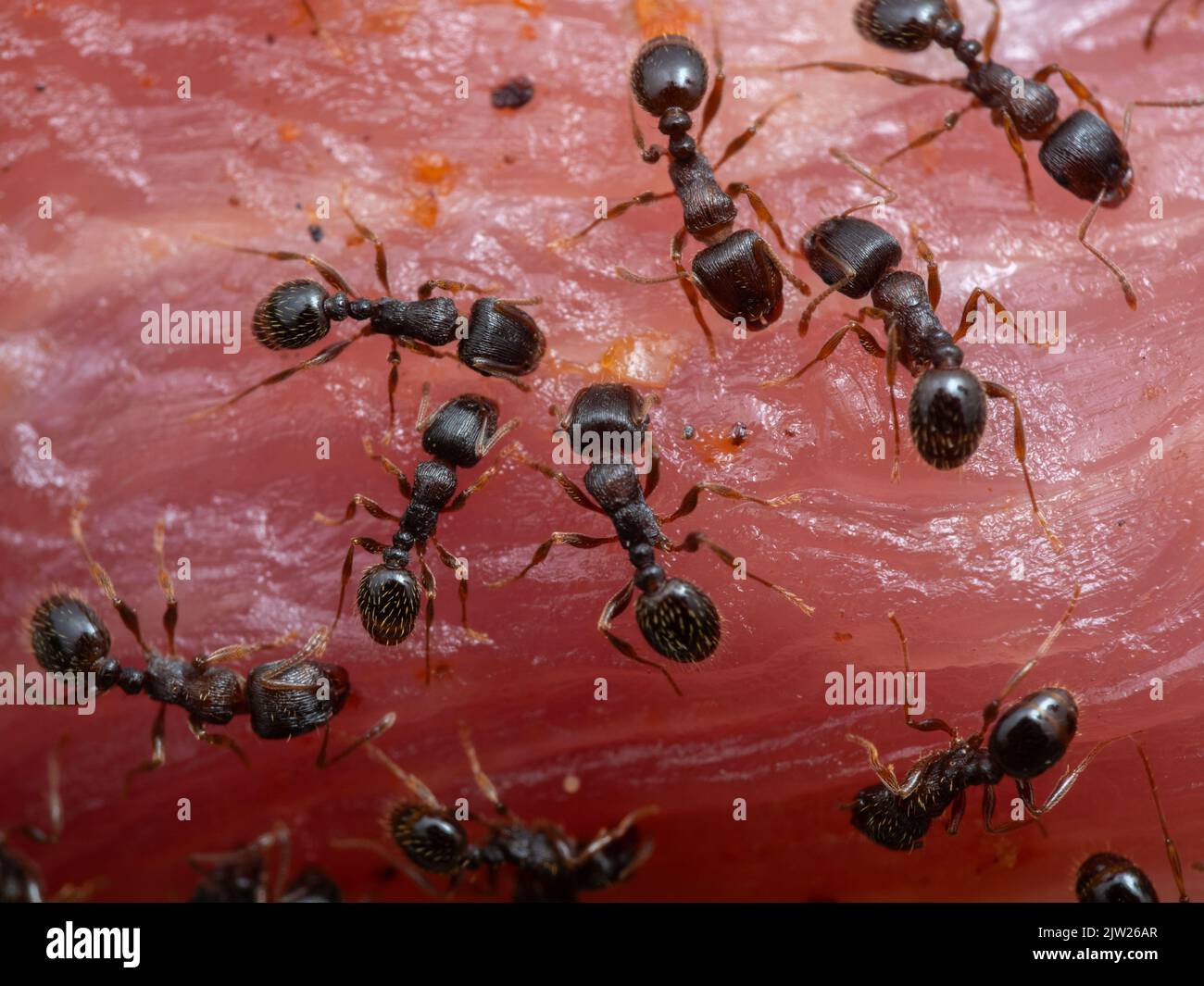 Close-up of tiny pavement ants (Tetramorium immigrans) feeding on a piece of meat Stock Photo