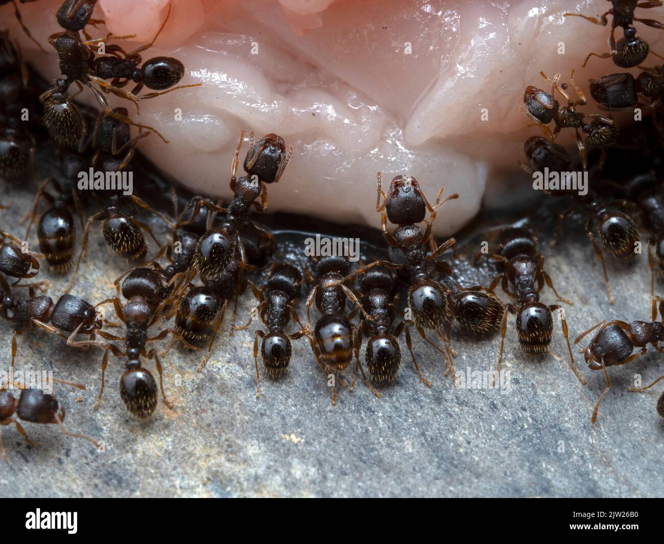 Close-up of tiny pavement ants (Tetramorium immigrans) feeding on the liquids leaching from a piece of fatty raw meat Stock Photo