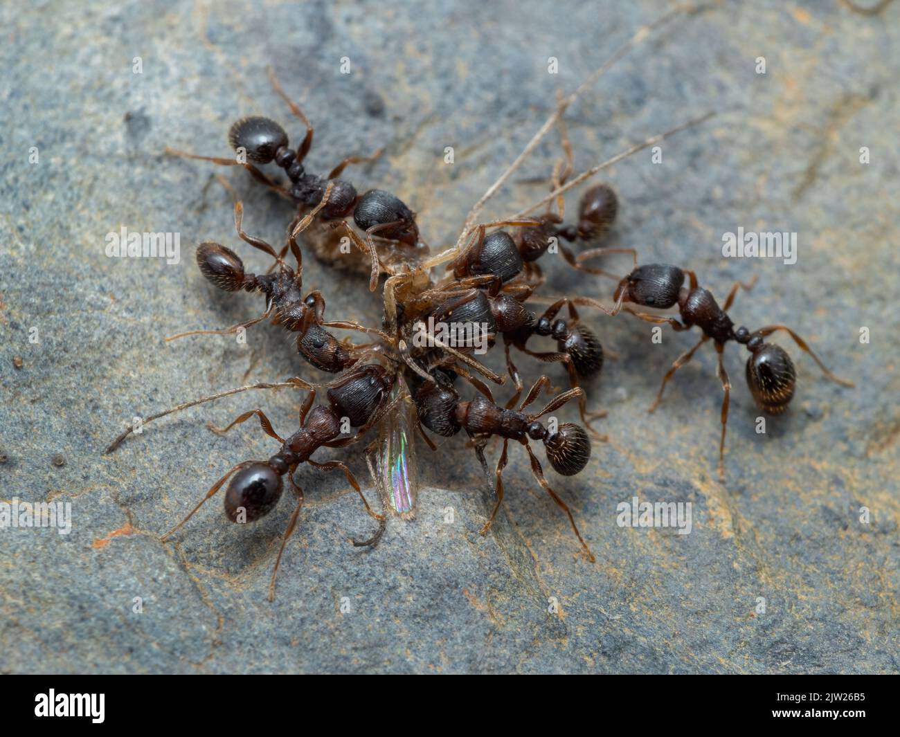 tiny pavement ants (Tetramorium immigrans) swarming and feeding on a mosquito (Aedes) Stock Photo