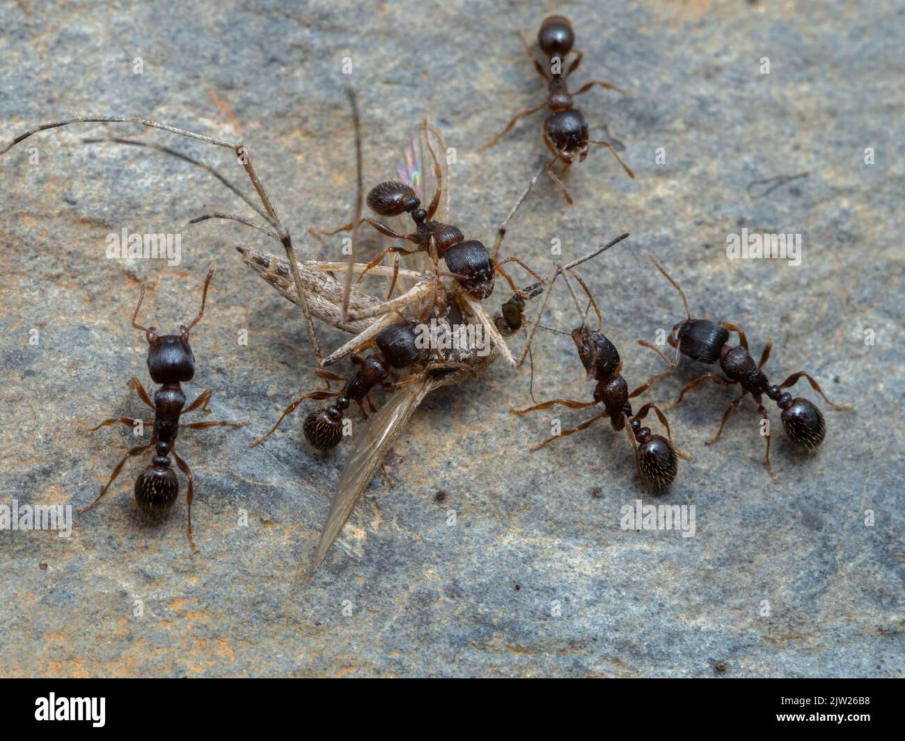 tiny pavement ants (Tetramorium immigrans) dismembering a mosquito (Aedes species) Stock Photo