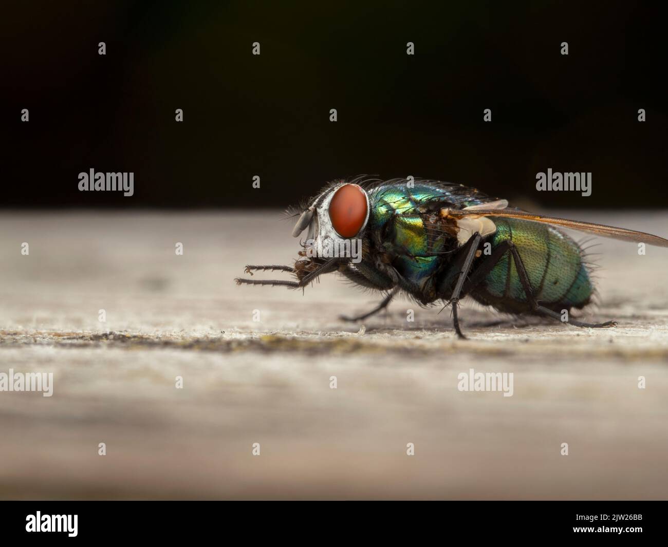side view of a colorful greenbottle blowfly, Lucilia sericata, grooming its front legs by rubbing them together Stock Photo