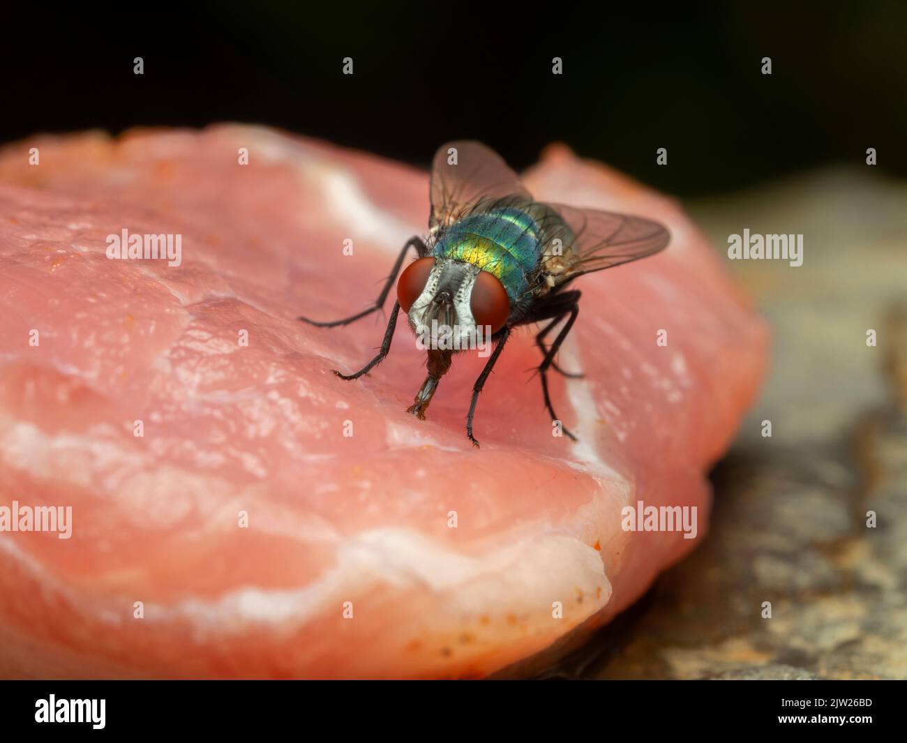 Colorful greenbottle blowfly, Lucilia sericata, facing the camera with beautiful red eyes, feeding on a piece of raw meat Stock Photo