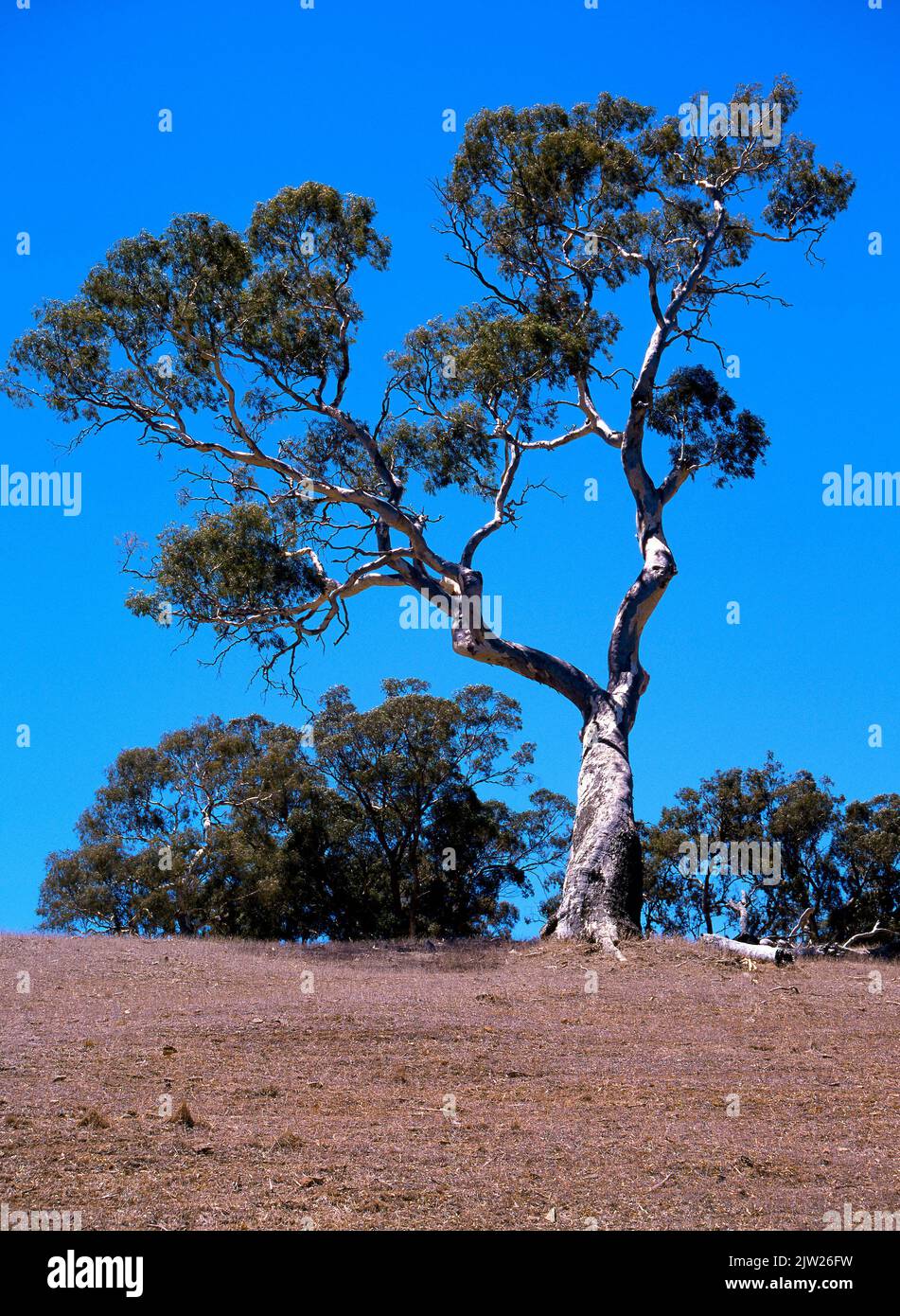 Eucalyptus Trees on Australian Farmland, Southwest Australia Stock