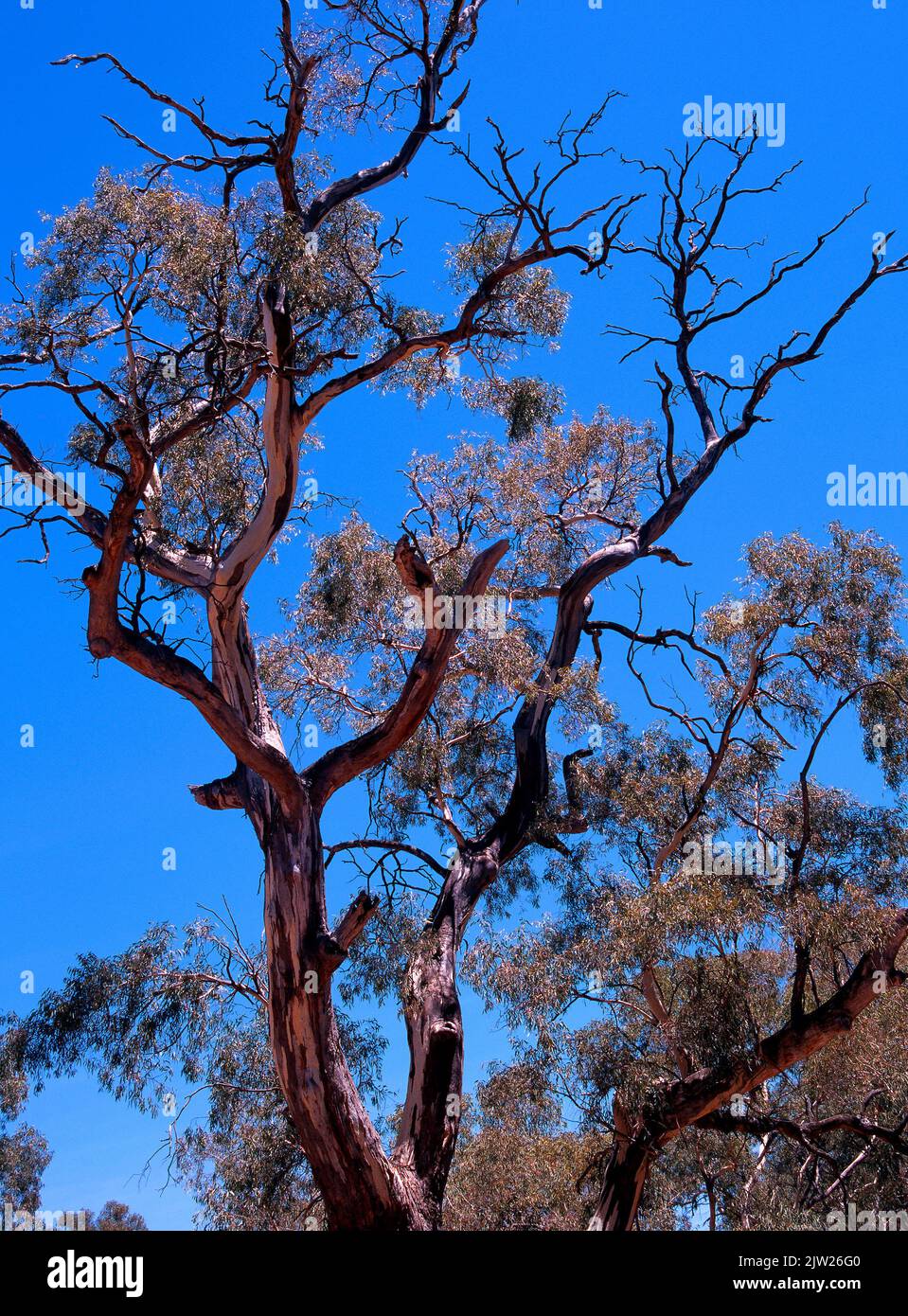 Eucalyptus Tree branches, Southwest Australia, Stock Photo