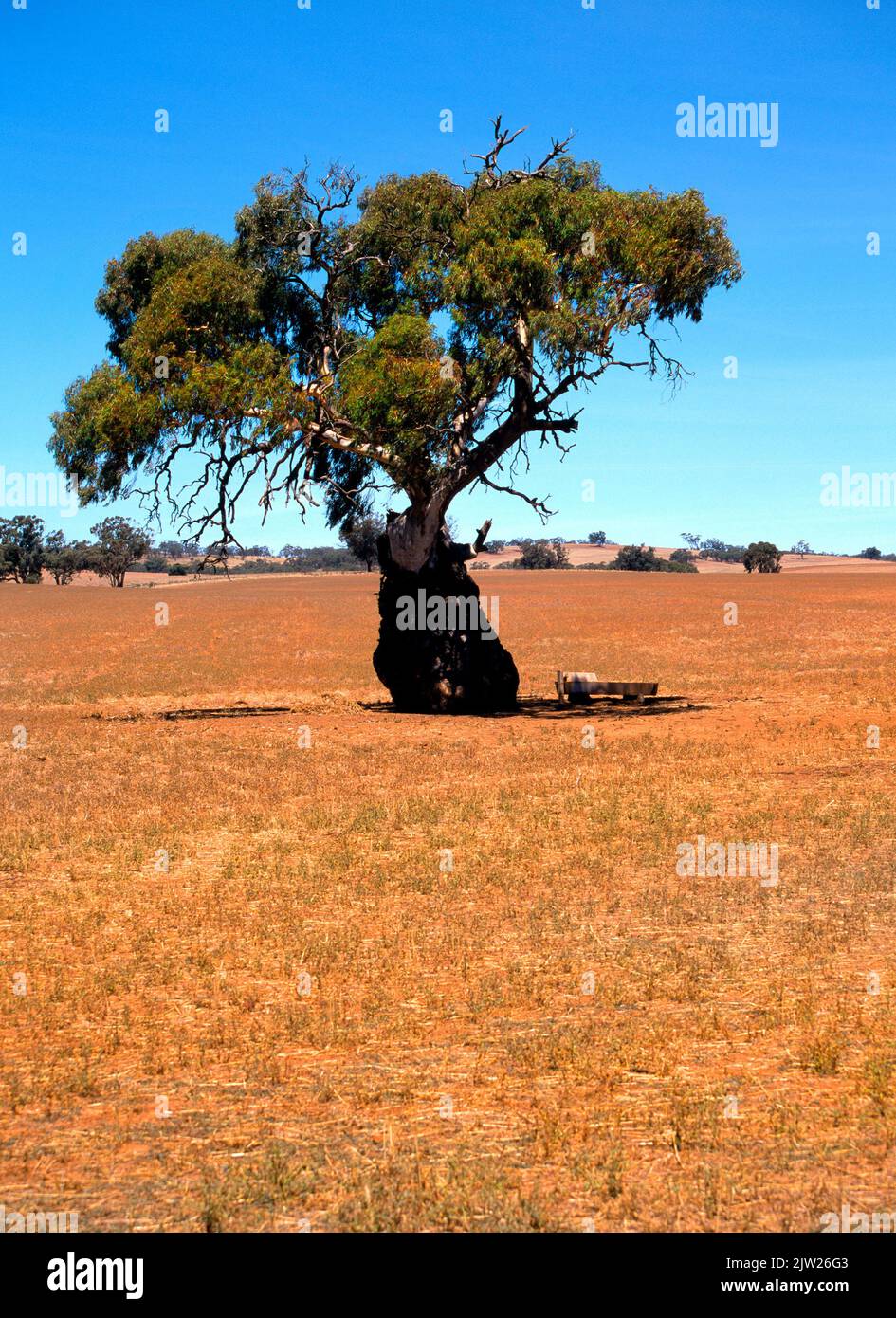 Australian Eucalyptus Tree on Farmland, South Australia Stock Photo