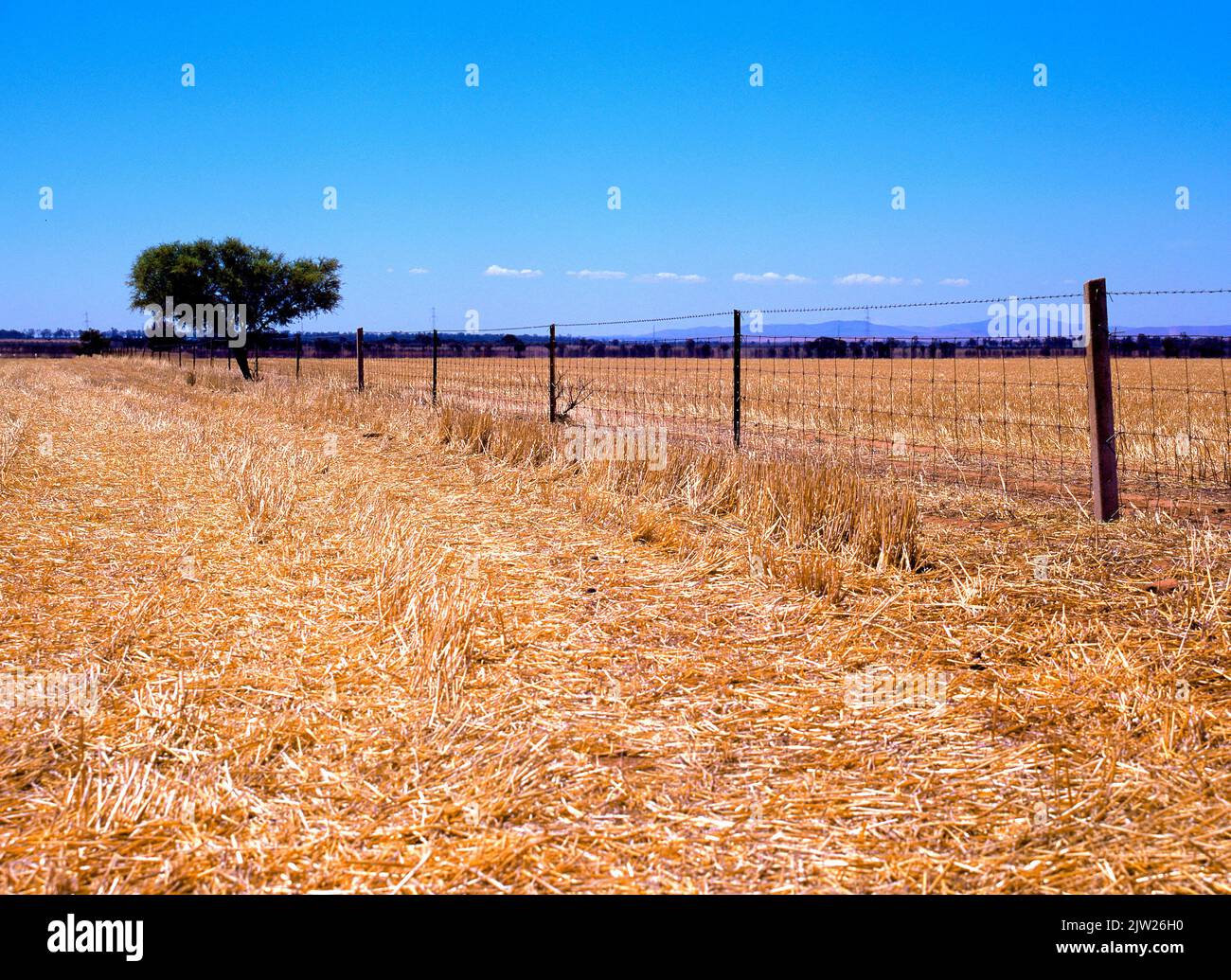 Australian eucalyptus tree hi res stock photography and images alamy