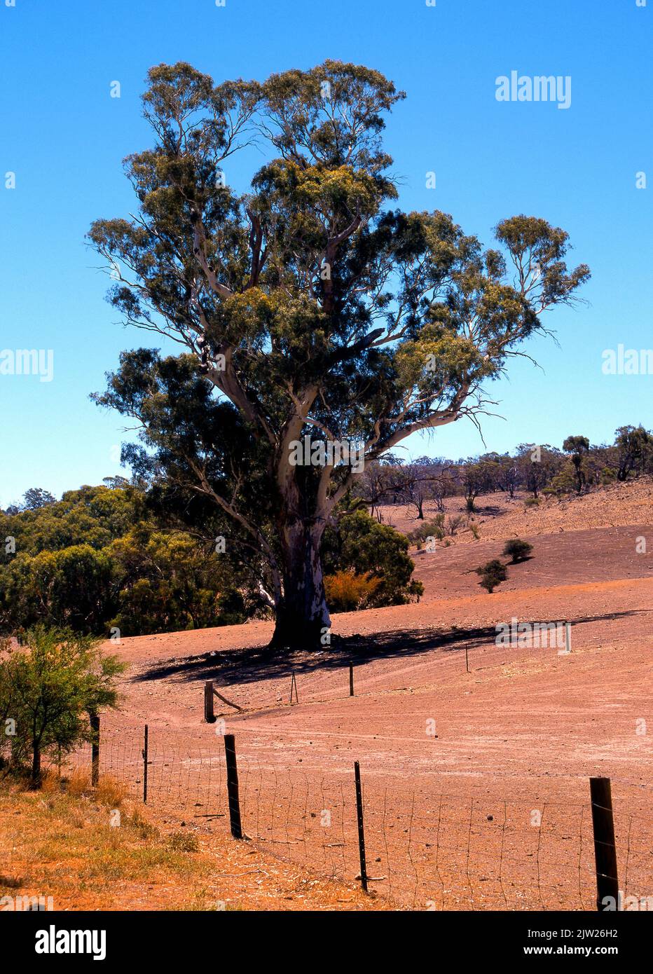 Australian Eucalyptus Rivergum Tree, on Farmland, South Australia Stock Photo