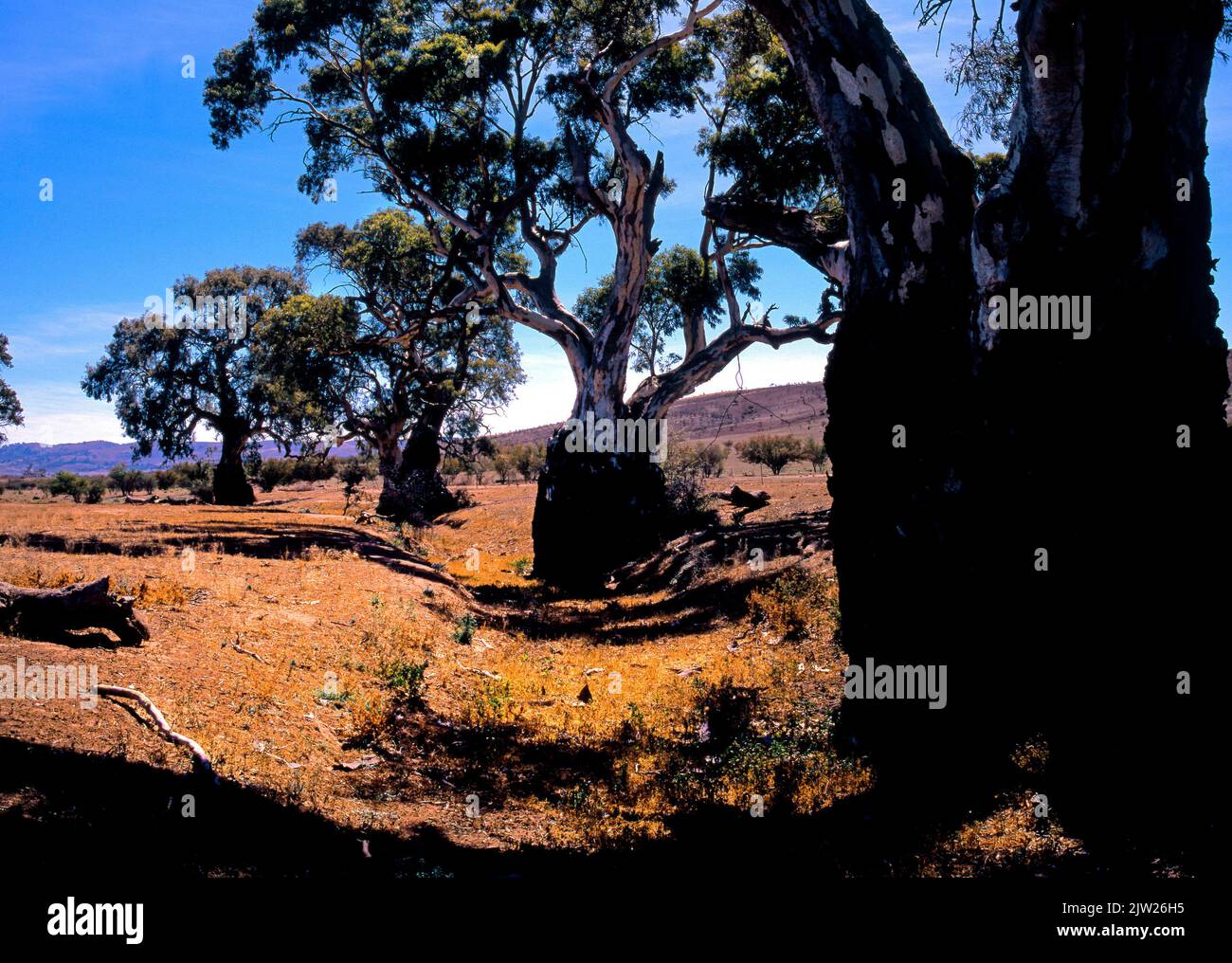 Australian Eucalyptus Rivergum Tree, South Australia Stock Photo