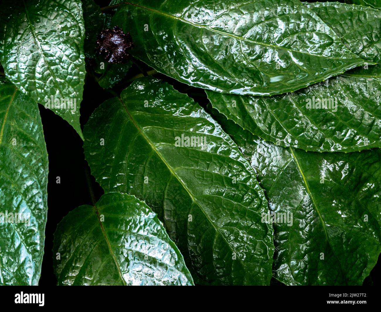 Glossy and dark green leaf surface of rainforest plants Congo fig