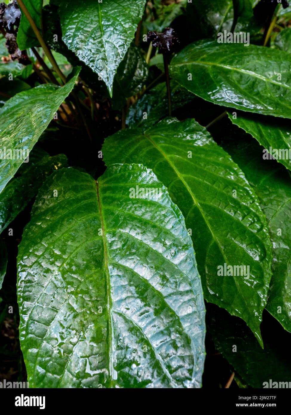 Glossy and dark green leaf surface of rainforest plants Congo fig