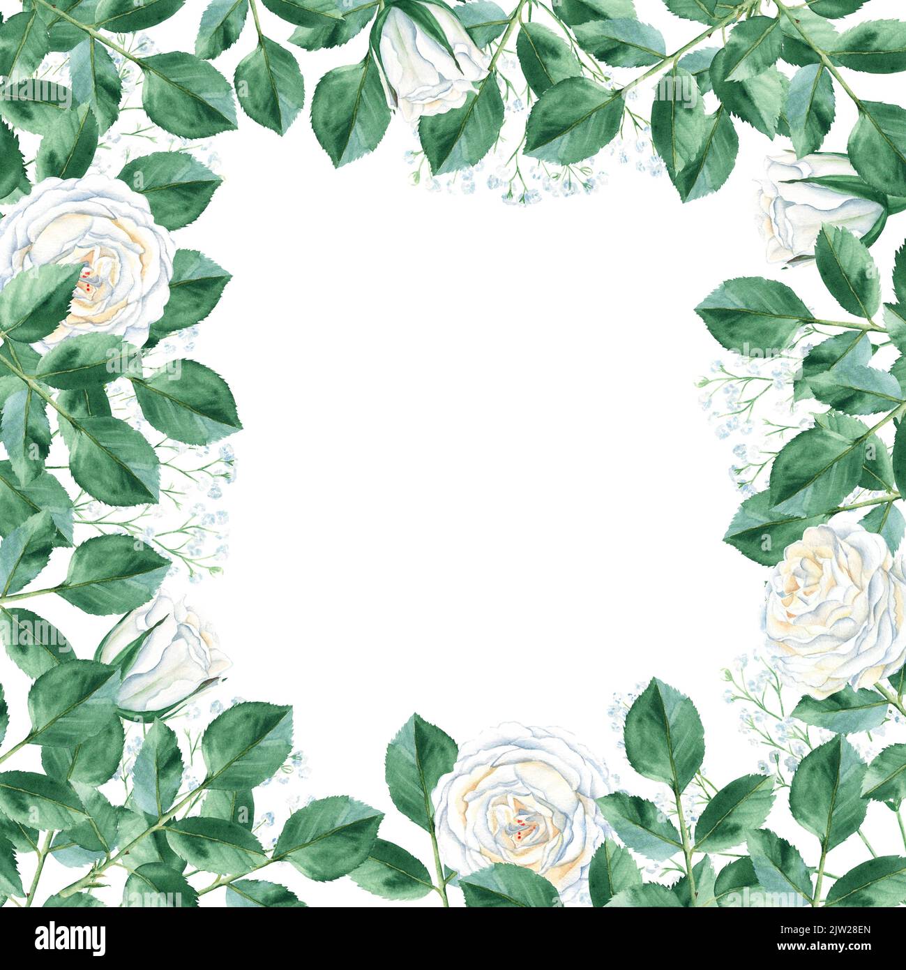 White Roses Frame Square Watercolor square frame with white roses and gypsophila. Hand drawn ...