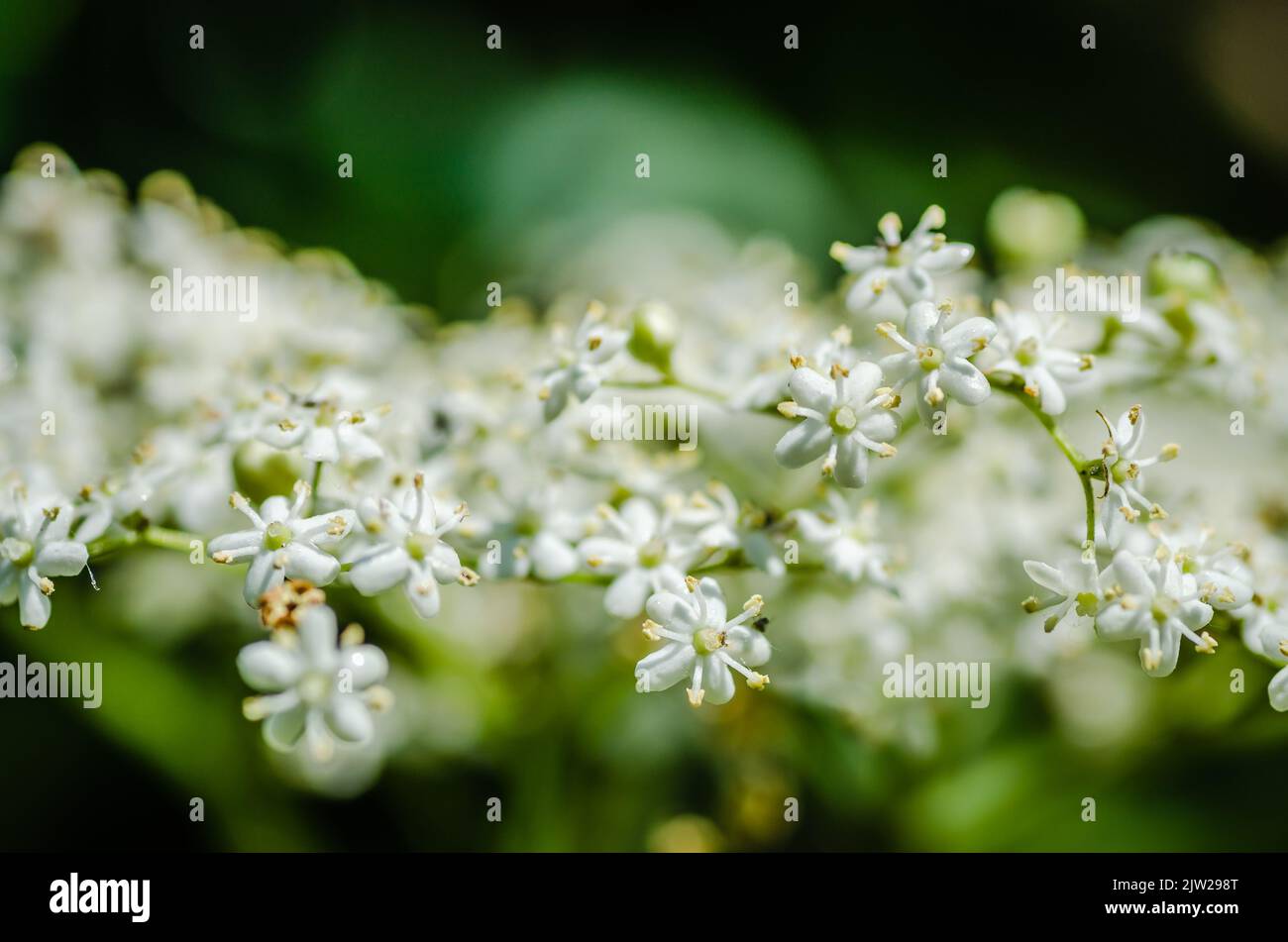 Clusters of white blossoms of sambucus nigra, the european elder tree Stock Photo