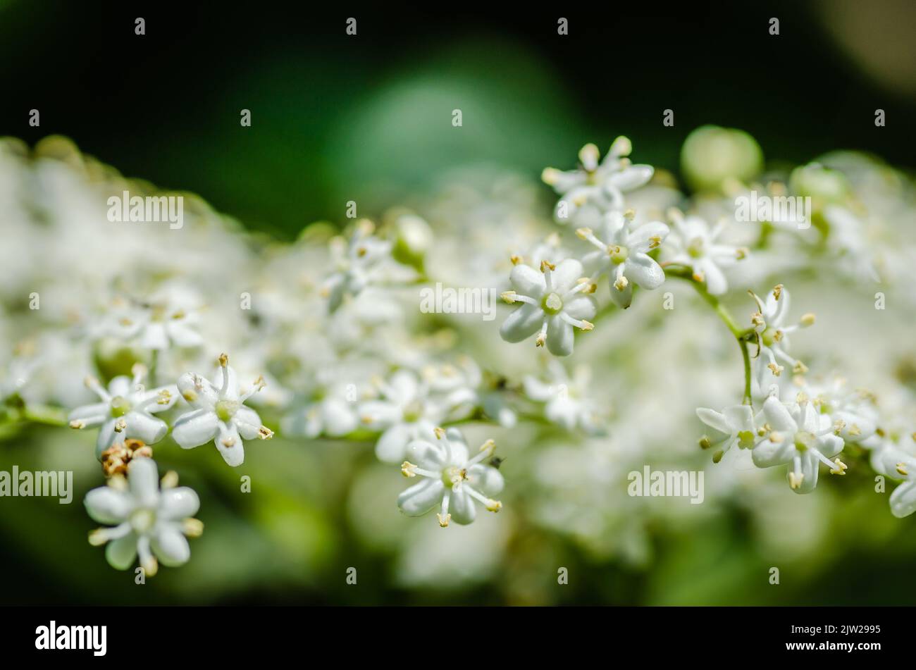 Clusters of white blossoms of sambucus nigra, the european elder tree Stock Photo