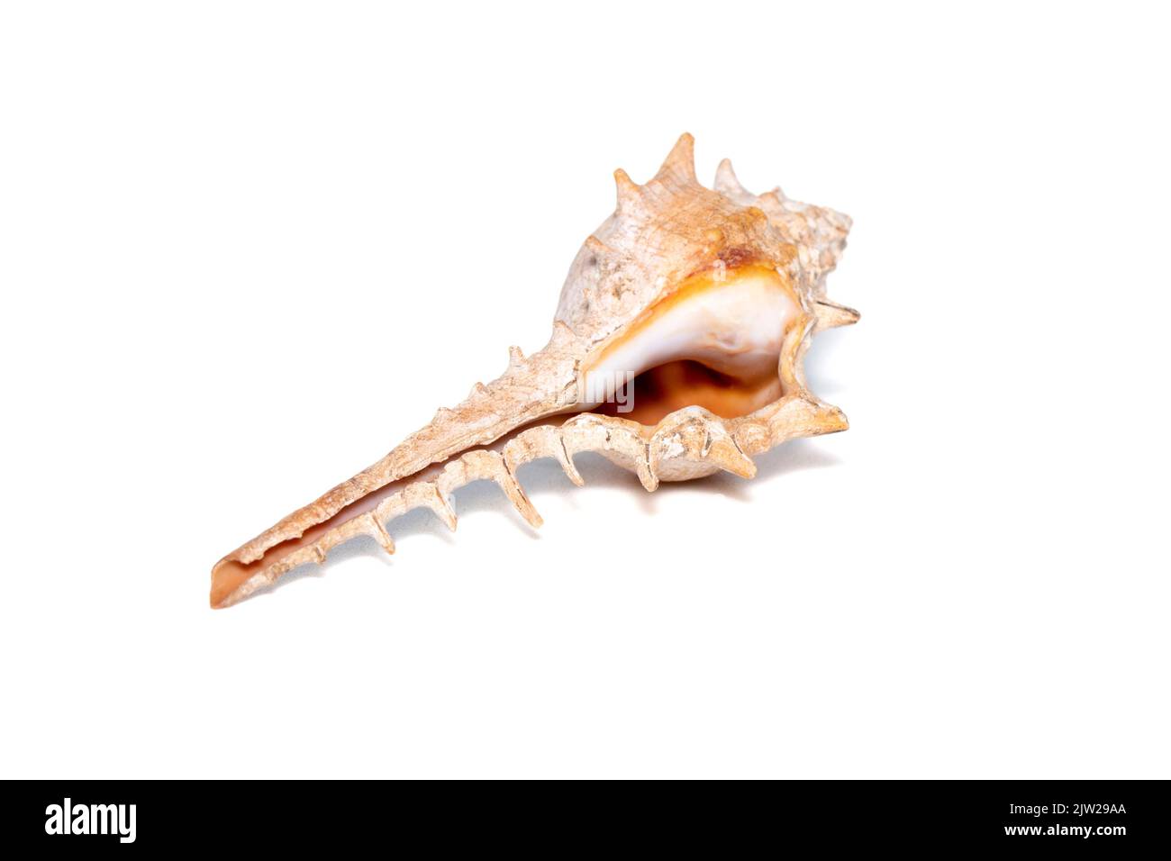 Image of thorn conch shell (murex trapa) on a white background. Undersea Animals. Sea shells. Stock Photo