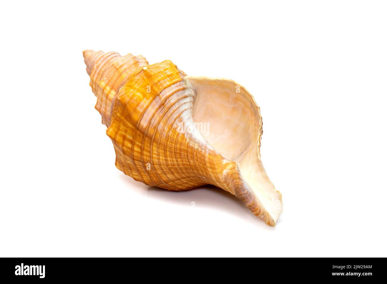Image of Trapezium Horse Conch / Striped Fox Conch seashell (Pleuroploca trapezium) isolated on white background. Undersea Animals. Sea Shells. Stock Photo