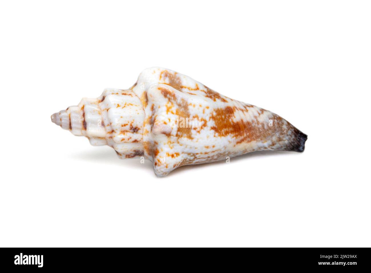 Image of canarium urceus is a species of sea snail, a marine gastropod mollusk in the family strombidae, the true conchs on a white background. Red Se Stock Photo