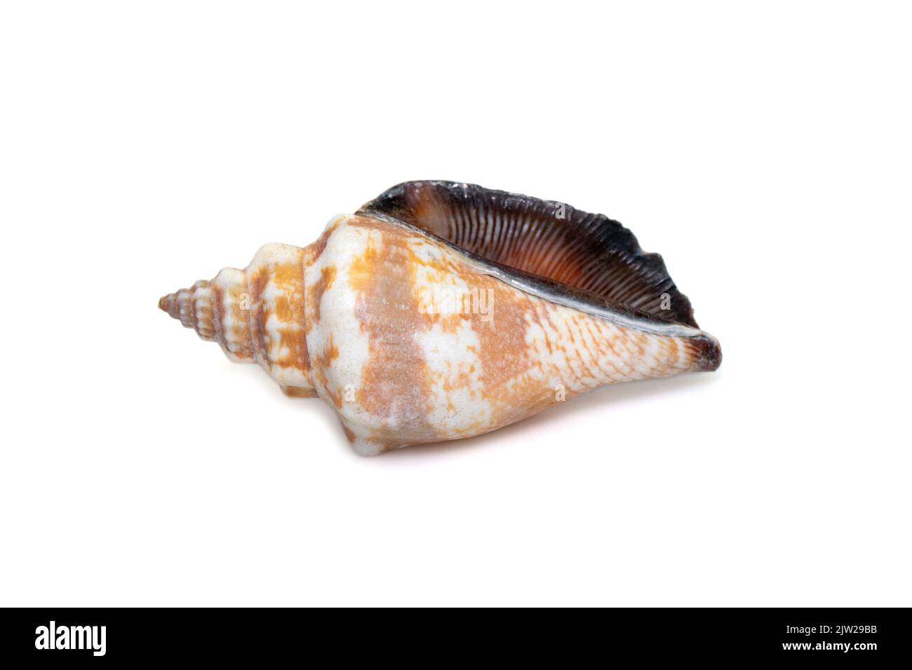 Image of canarium urceus is a species of sea snail, a marine gastropod mollusk in the family Strombidae, the true conchs isolated on white background. Stock Photo