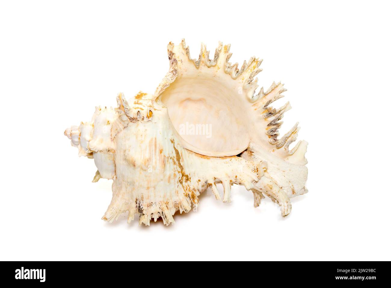 Image of chicore us ramosus, common name the ramose murex or branched murex, is a species of predatory sea snail, a marine gastropod mollusk in the fa Stock Photo