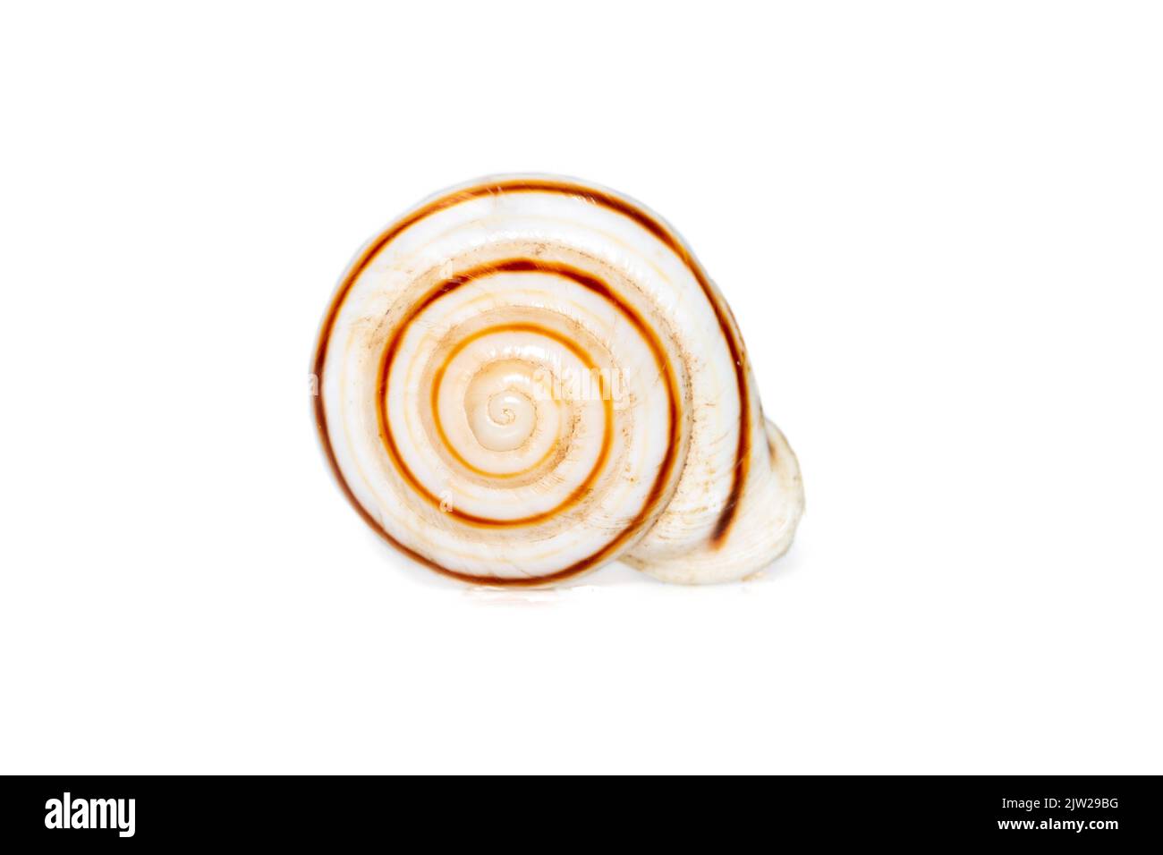 Theba is a taxonomic genus of air-breathing land snails, medium-sized pulmonate gastropod mollusks in the family Helicidae, the true snails. Undersea Stock Photo