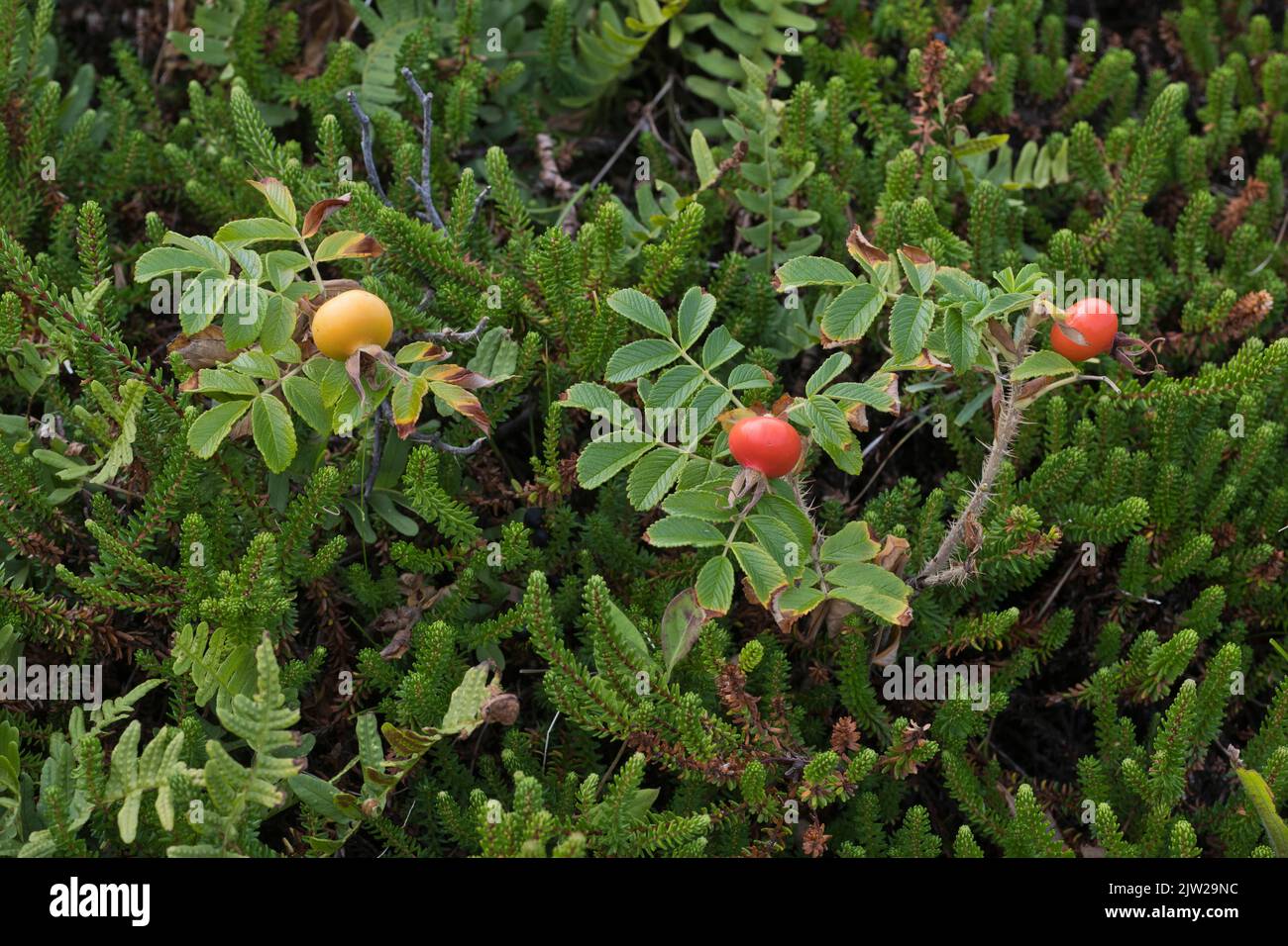 Rugosa rose (Rosa rugosa) between black crowberry (Empetrum nigrum), Langeoog, Lower Saxony, Germany Stock Photo