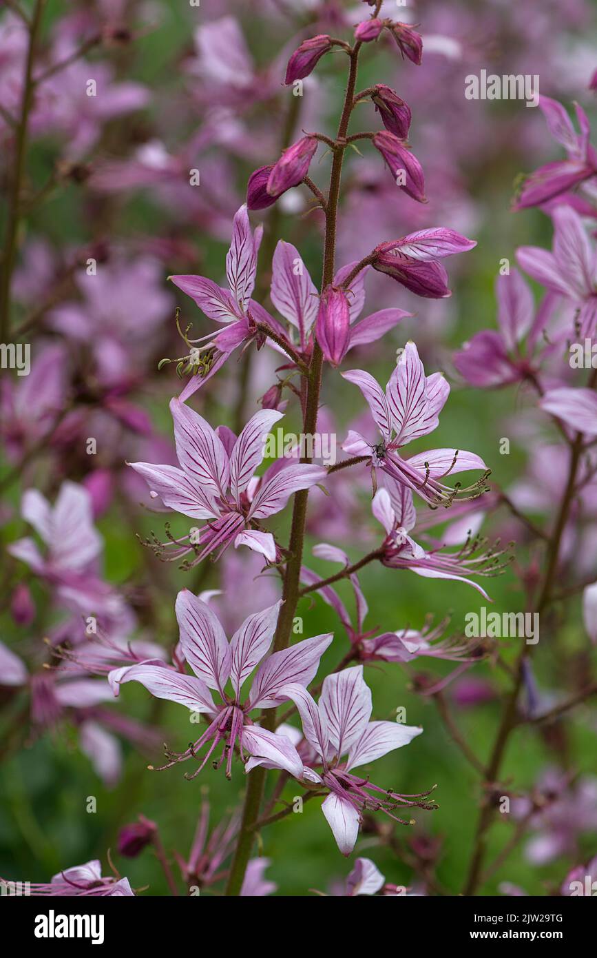 Dittany (Dictamnus albus), Mecklenburg-Vorpommern, Germany Stock Photo