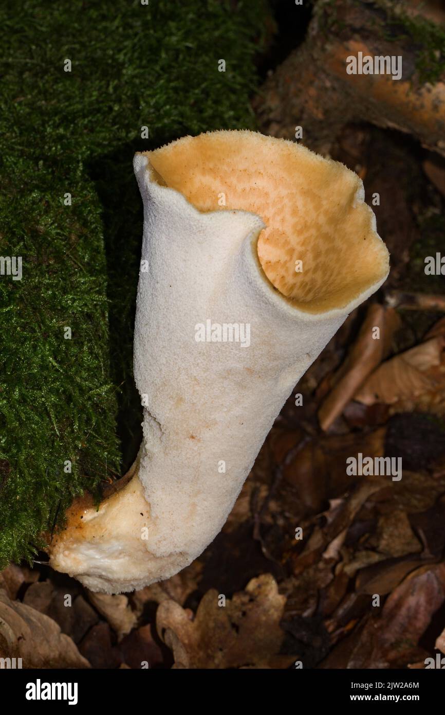 Scaly porling fruiting body with white stalk and light yellow cap with light brown scales growing on mossy tree trunk Stock Photo